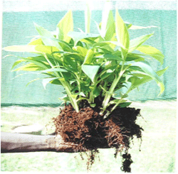 banana plantlet