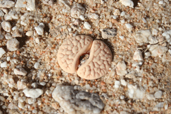 Lithops-gracilidelineata