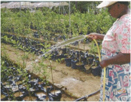 Watering research plots